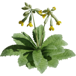 Primula veris C spring summer autumn
