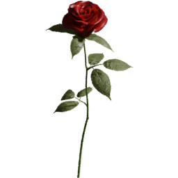 Rosa gallica B spring summer autumn