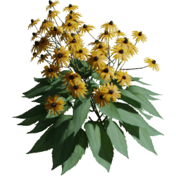 Rudbeckia fulgida B spring summer autumn