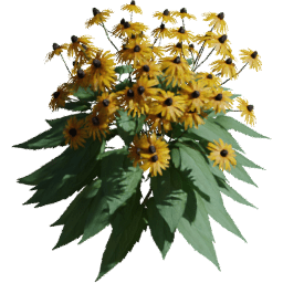 Rudbeckia fulgida C spring summer autumn