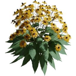 Rudbeckia fulgida E spring summer autumn