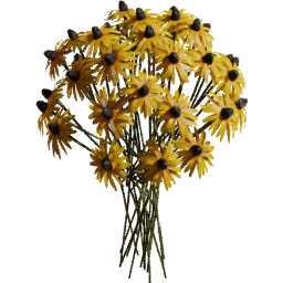 Rudbeckia fulgida F spring summer autumn
