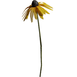 Rudbeckia fulgida G spring summer autumn