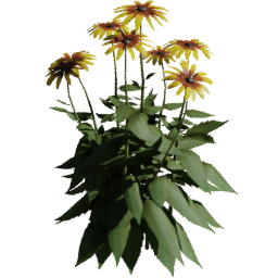 Rudbeckia hirta A spring summer autumn