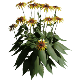 Rudbeckia hirta B spring summer autumn