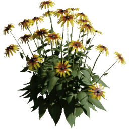 Rudbeckia hirta D spring summer autumn