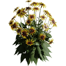 Rudbeckia hirta E spring summer autumn