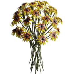 Rudbeckia hirta F spring summer autumn