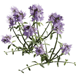Thymus serpyllum A summer
