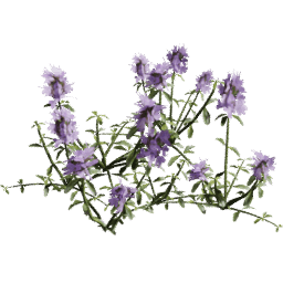 Thymus serpyllum B summer