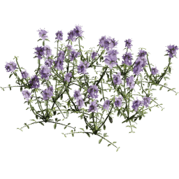 Thymus serpyllum C summer