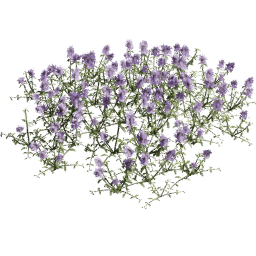 Thymus serpyllum D summer