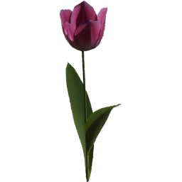 Tulipa gesneriana B spring summer