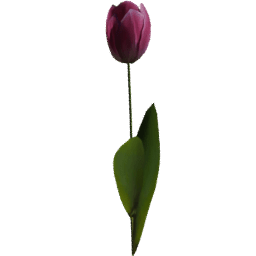 Tulipa gesneriana C spring summer