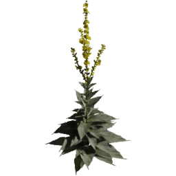 Verbascum densiflorum A spring summer autumn