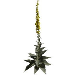 Verbascum densiflorum D spring summer autumn