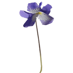 Viola reichenbachiana B spring summer
