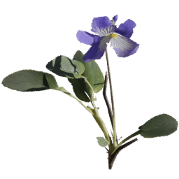 Viola reichenbachiana C spring summer