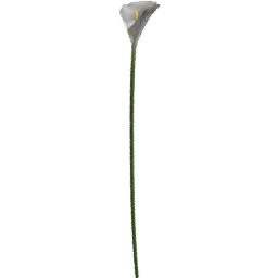 Zantedeschia aethiopica D spring summer autumn