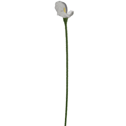 Zantedeschia aethiopica E spring summer autumn