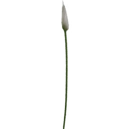 Zantedeschia aethiopica F spring summer autumn