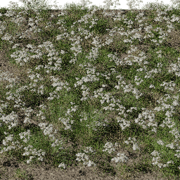Flower Achillea field A spring summer