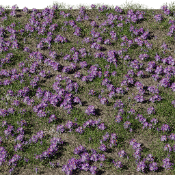 Flower Crocus field B spring summer