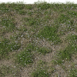 Flower Daisy field A spring summer