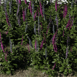 Flower Digitalis field B spring summer autumn