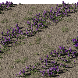 Flower Hyacinthus field B spring summer