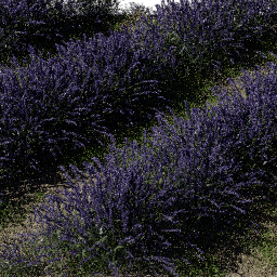 Flower Lavender field B spring summer