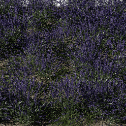 Flower Lavender field C spring summer