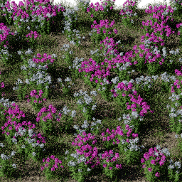 Flower Phlox bed A spring summer autumn