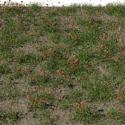 Flower Poppy field A summer