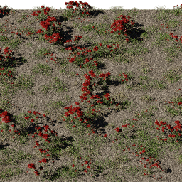 Flower Rose bed B summer