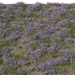 Flower Thymus field B summer