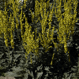Flower Verbascum field B spring summer autumn
