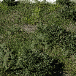 Forest Ferns grass B spring summer autumn
