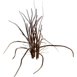 Allium vineale B winter