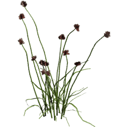 Allium vineale C spring summer autumn