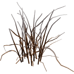 Allium vineale C winter