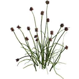 Allium vineale D spring summer autumn