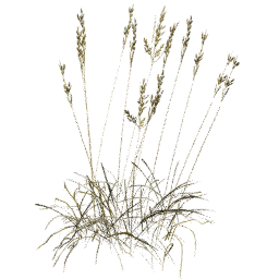 Bromus erectus A autumn