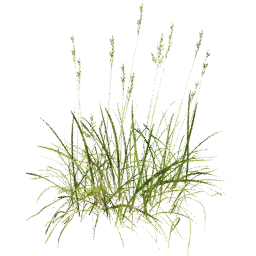 Bromus erectus A spring