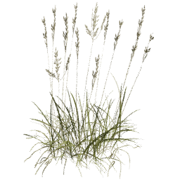 Bromus erectus A summer