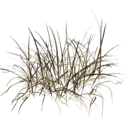 Bromus erectus A winter