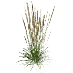 Calamagrostis acutiflora B spring summer