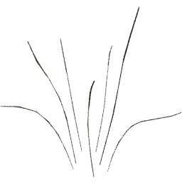 Calamagrostis acutiflora C spring summer