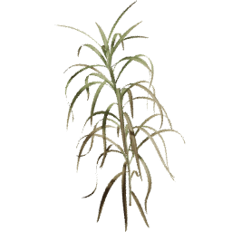 Cenchrus purpureus A autumn
