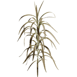 Cenchrus purpureus B autumn